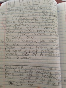 A fifth grade student investigates an owl pellet according to her plan.