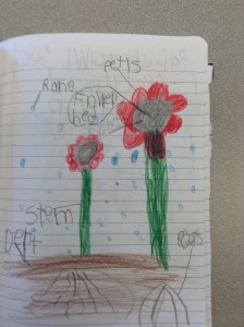 First graders observed and explored plants in the classroom and then drew a model of it to deepen their understanding of structure, function and plant parts.